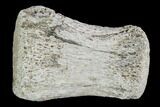 Hadrosaur Finger Bone - Alberta (Disposition #-) #95164-1